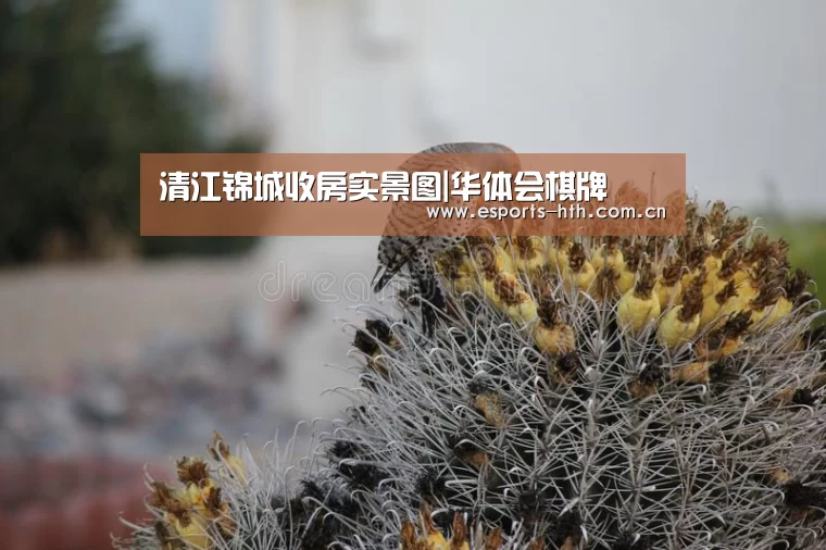 华体会棋牌官网