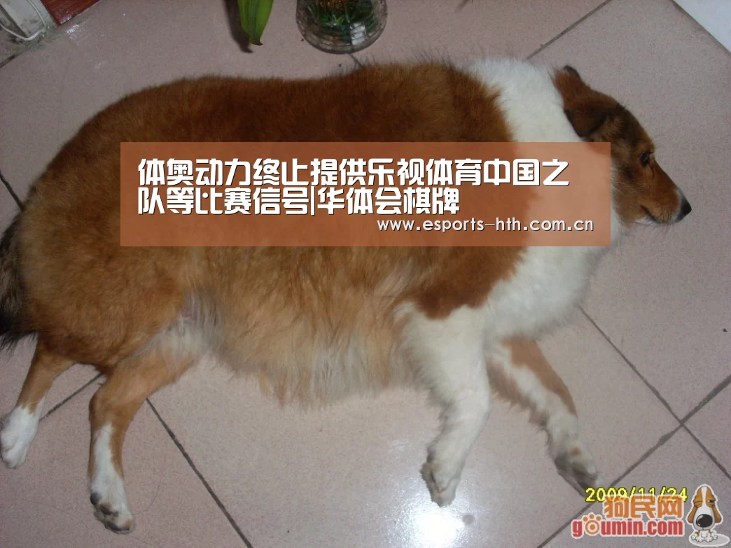 体奥动力终止提供乐视体育中国之队等比赛信号|华体会棋牌(图2) 华体会棋牌