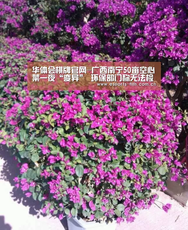 华体会棋牌官网-广西南宁50亩空心菜一夜“变异” 环保部门称无法检测(图）(图3)